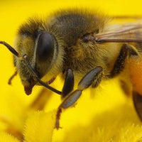 What’s the buzz about Manuka Honey? UMF and MGO compared